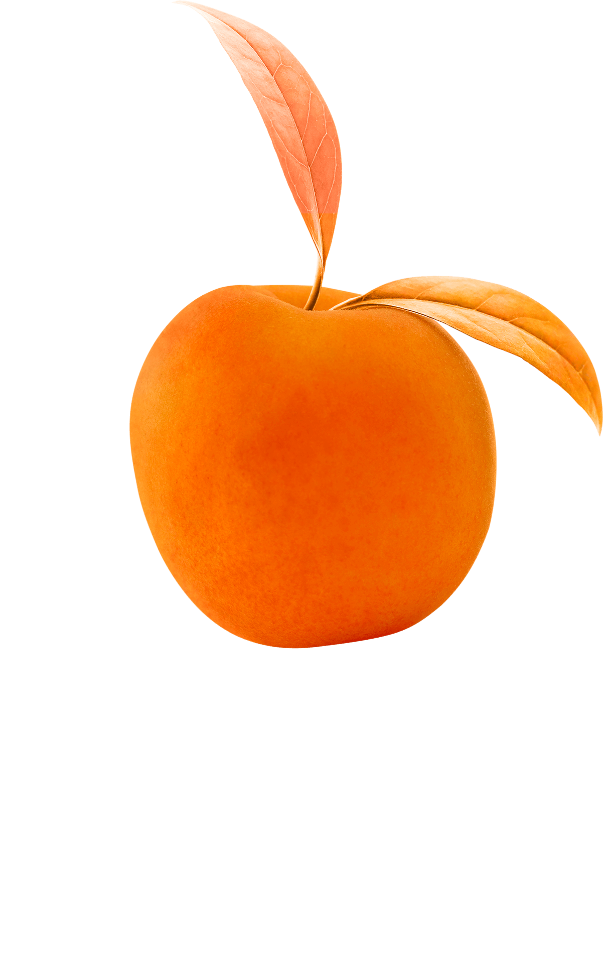 Aprikose