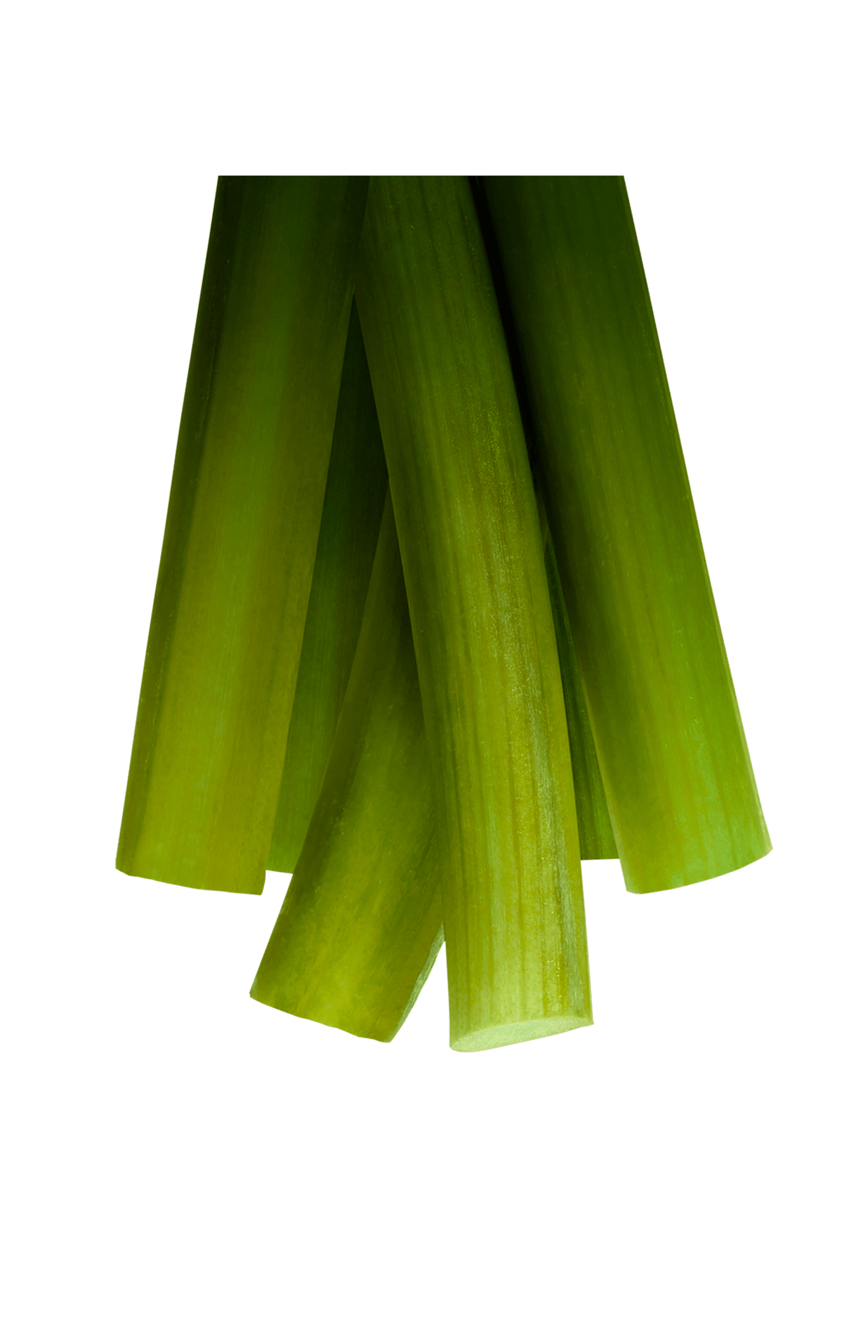 Rhabarber