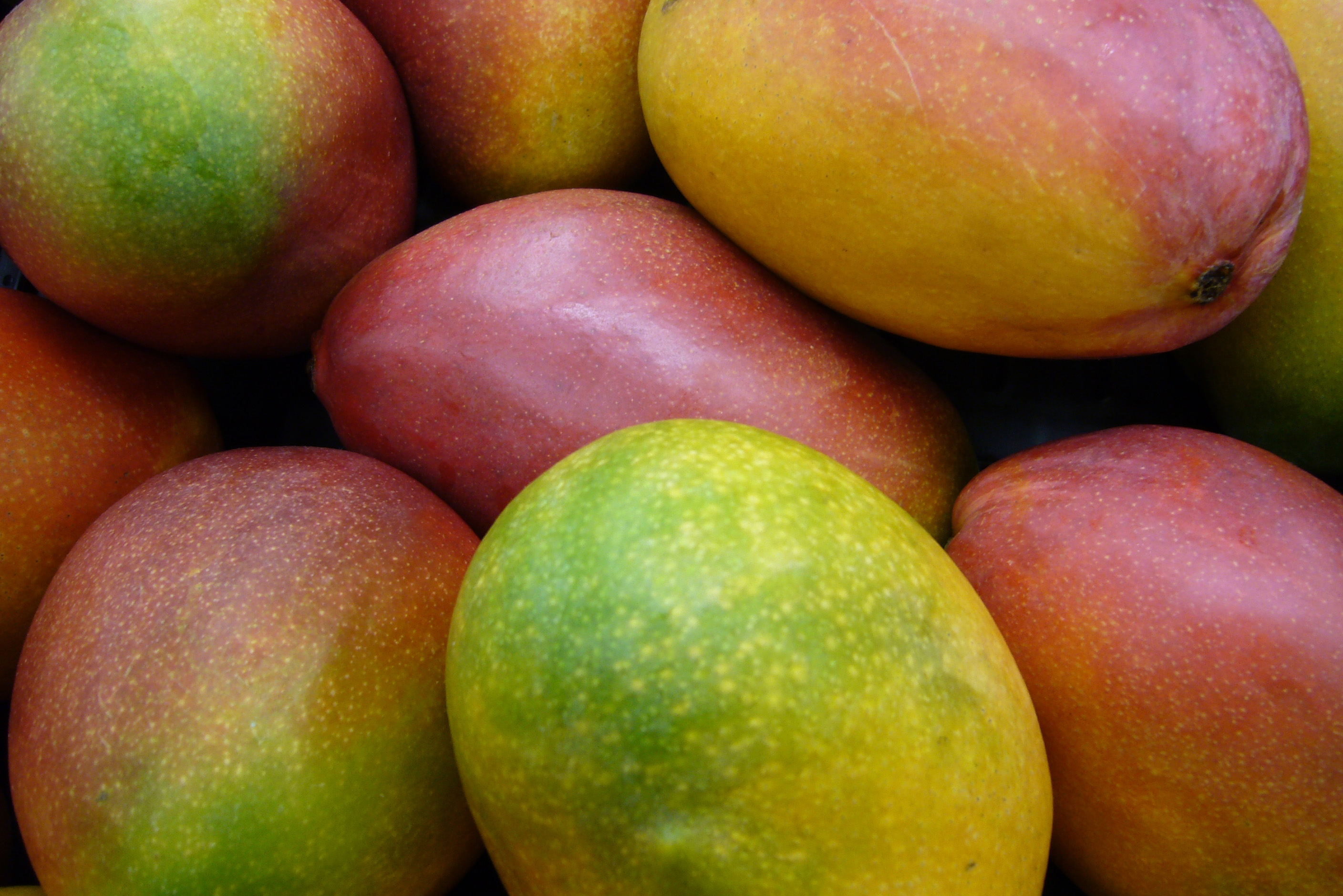Mango / Mango Wikipedia Virginia Wayearty