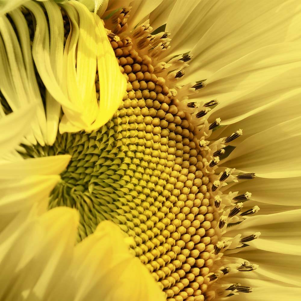 Sommerblüte cremig