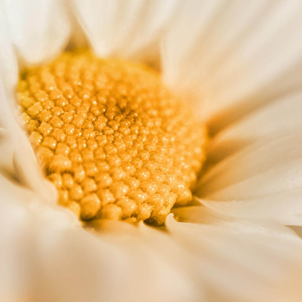Sommerblüte flüssig