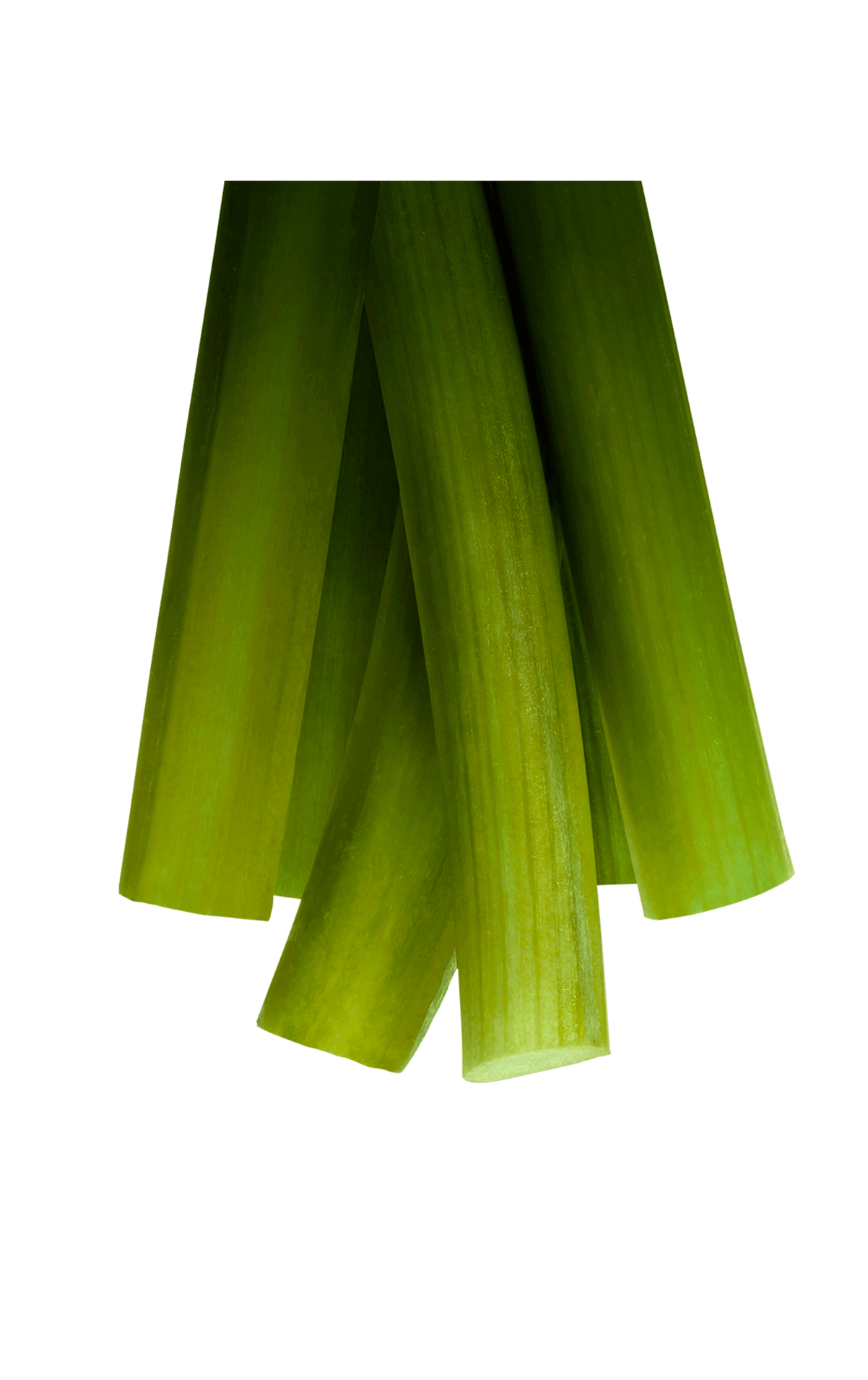 Rhabarber